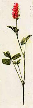 Illustration of trifolium incarnatum